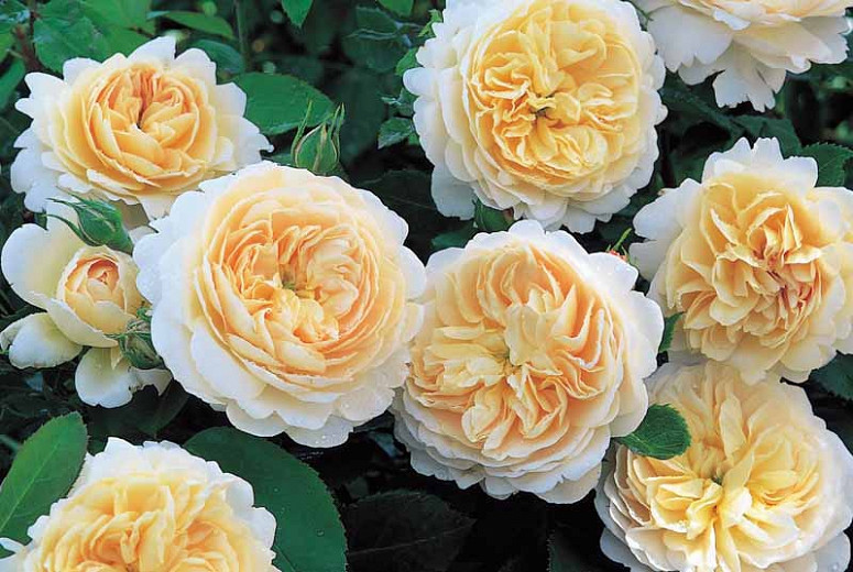 Rosa Crocus Rose, Rose Crocus Rose, Rosa 'Emanuel', Rosa 'City of Timaru', Rosa 'Ausquest', Shrub Roses, David Austin Roses, Cream Roses